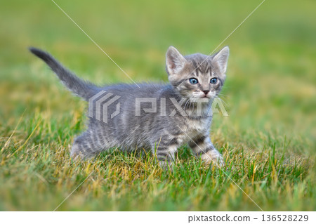 Adorable tabby kitten with blue eyes 136528229