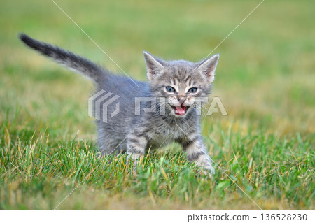 Meowing striped kitten in green grass 136528230