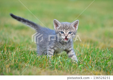 Adorable tabby kitten with blue eyes 136528231
