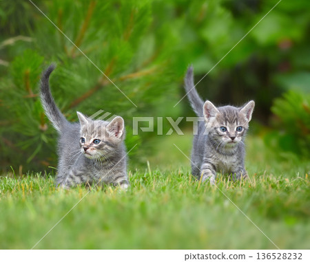 Group of two tabby kittens 136528232