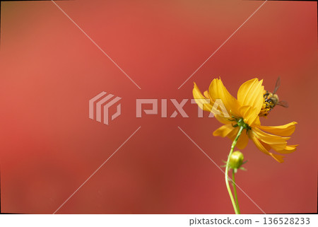 Yellow cosmos and honeybees with a blurred red spider lily background 136528233