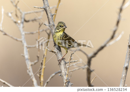 Black-faced bunting perched on a tree branch 136528234