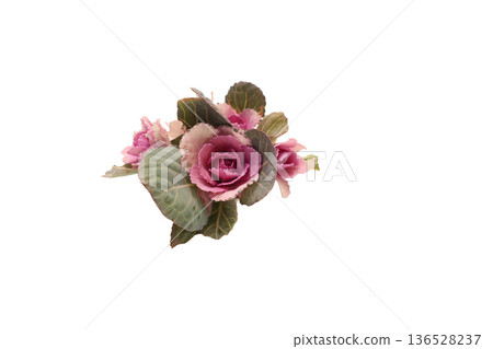 Peony leaves on white background 136528237