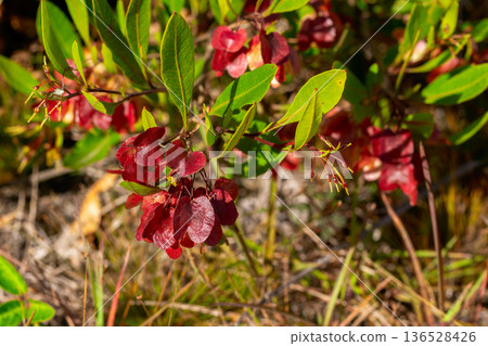 Dodonaea viscosa bush with red clusters of fruits and green leaves Dodonaea viscosa bush with red clusters of fruits and green leaves 136528426