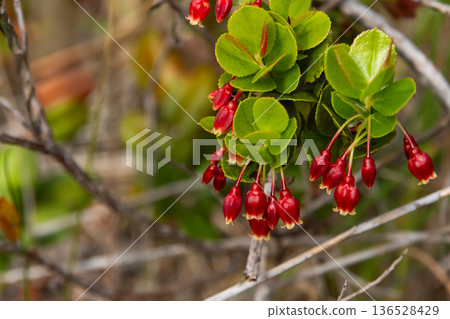 Vibrant red berries of Ohelo with green foliage on the branch. Vibrant red berries of Ohelo with green foliage on the branch. 136528429