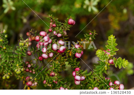 Hawaiian heather with green needles and pink berries. Hawaiian heather with green needles and pink berries. 136528430