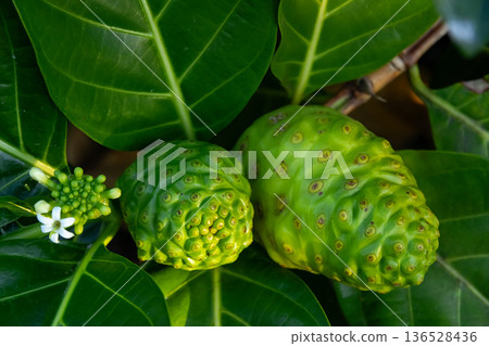 Fruit of Morinda citrifolia growing in the garden in lush foliage. 136528436