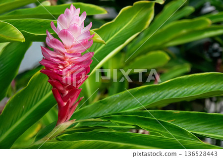 Red ginger flower with green leaves grows in the garden. Red ginger flower with green leaves grows in the garden. 136528443