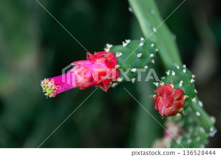 Cochineal nopal cactus vivid pink flower in the garden. Cochineal nopal cactus vivid pink flower in the garden. 136528444