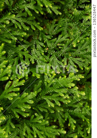 Green foliage of Starry spikemoss in the tropical botanical garden. 136528447