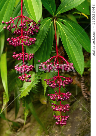Magnificent Medinilla Berries Amid Lush Green Foliage 136528448