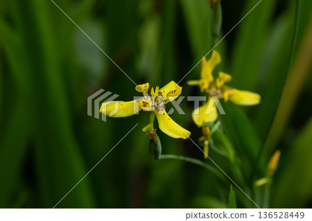 Yellow walking iris flowers in green leaves in the garden. 136528449