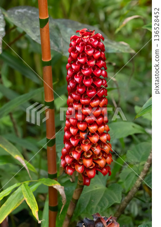 Backscratcher ginger red flower in green foliage of the tropical garden. Backscratcher ginger red flower in green foliage of the tropical garden. 136528452
