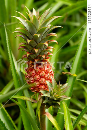 Small pineapple fruit grows and ripens in the greenhouse. 136528454