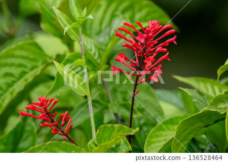 Odontonema Tubaeforme Flowers with Lush Green Leaves Odontonema Tubaeforme Flowers with Lush Green Leaves 136528464