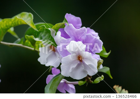 Thunbergia Laurifolia Blue and white Flowers on a Vine. Thunbergia Laurifolia Blue and white Flowers on a Vine. 136528466