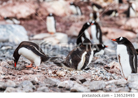 Gentoo Penguin colony on Cuverville island Gentoo Penguin colony on Cuverville island 136528493