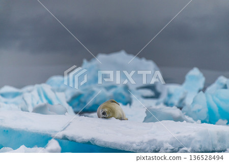 Crabeater Seal resting on a sheet of ice Crabeater Seal resting on a sheet of ice 136528494