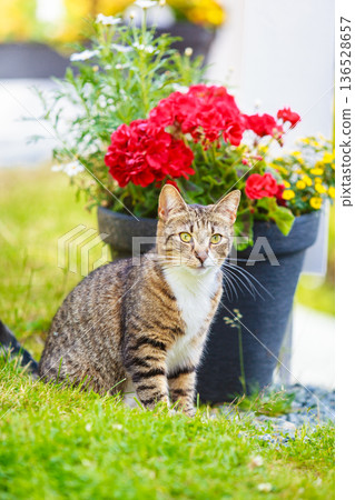 cat enjoying himself outdoor cat enjoying himself outdoor 136528657