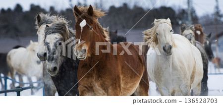 Herd of horses running in winter Herd of horses running in winter 136528703