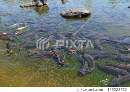 Koi swimming in the pond 136528782