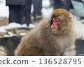 Snow Monkeys ~ Jigokudani Monkey Park ~ (Yamanouchi Town, Nagano Prefecture) 136528795