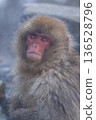 Snow Monkeys ~ Jigokudani Monkey Park ~ (Yamanouchi Town, Nagano Prefecture) 136528796