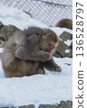 Snow Monkeys ~ Jigokudani Monkey Park ~ (Yamanouchi Town, Nagano Prefecture) 136528797