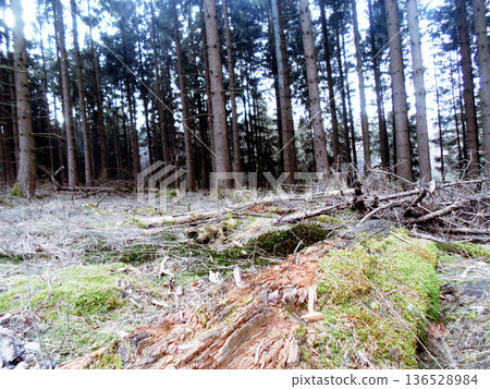 an old destroyed forest in a foggy day an old destroyed forest in a foggy day 136528984
