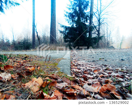 fallen autumn leaves on a ground in the forest fallen autumn leaves on a ground in the forest 136529002