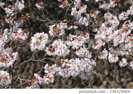 櫻花 2303 04 136529064