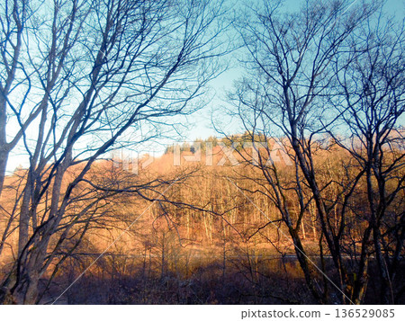 tree in the forest tree in the forest 136529085