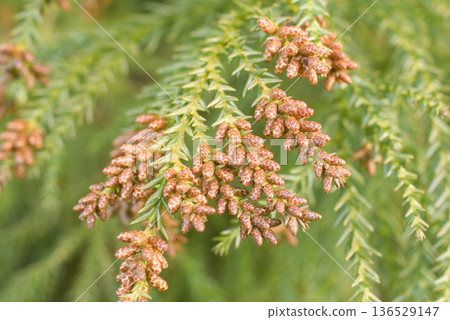 花粉病雪松花粉雪松鮮花 136529147