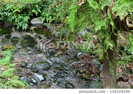 A stream flowing quietly A stream flowing quietly 136529294