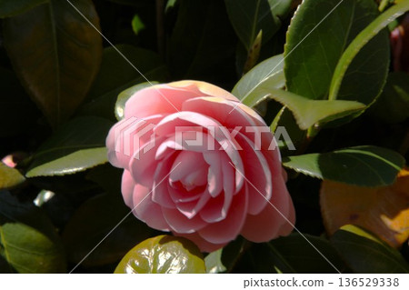 山茶花 2504 01 136529338