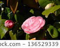 山茶花 2504 02 136529339