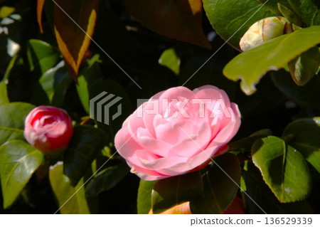 Camellia 2504 02 136529339