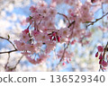 櫻花 2504 01 136529340