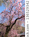 櫻花 2504 03 136529342