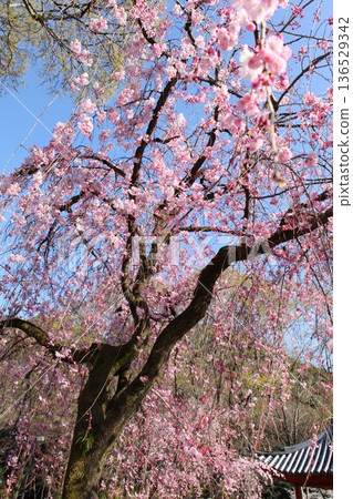 櫻花 2504 03 136529342