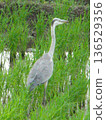 灰鷺 1007 01 136529356