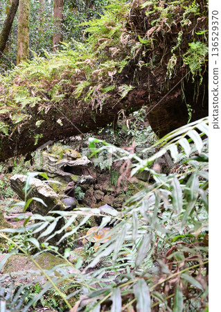 龍泉水龍頭和烏龜 136529370