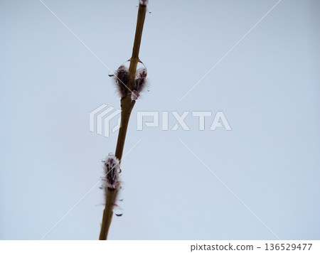 The Koriyanagi (Japanese willow) sprouted in a cold, rainy February. The Koriyanagi (Japanese willow) sprouted in a cold, rainy February. 136529477