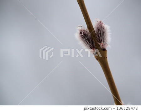 小柳（日本柳樹）在寒冷多雨的二月發芽了。 136529478