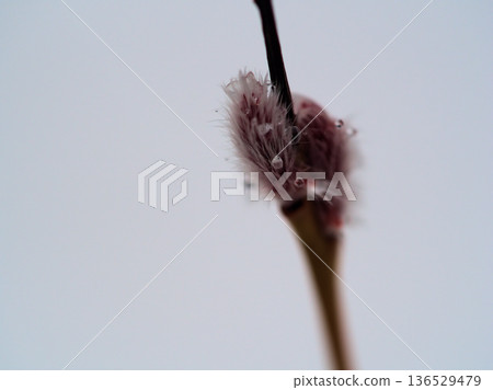 小柳（日本柳樹）在寒冷多雨的二月發芽了。 136529479