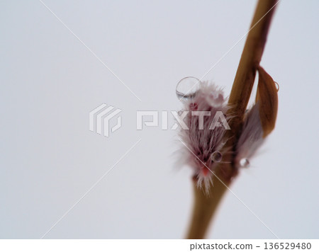 The Koriyanagi (Japanese willow) sprouted in a cold, rainy February. The Koriyanagi (Japanese willow) sprouted in a cold, rainy February. 136529480