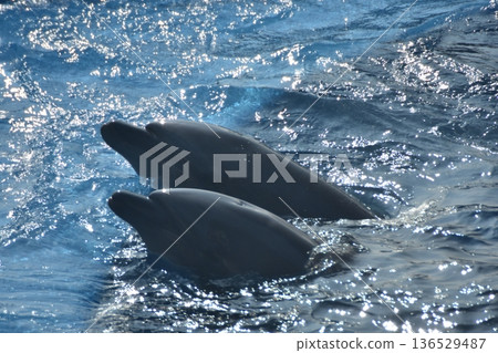 Kobe Suma Sea World 136529487