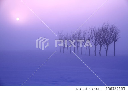 雪後的歐芹田和薄霧籠罩的黎明 136529565