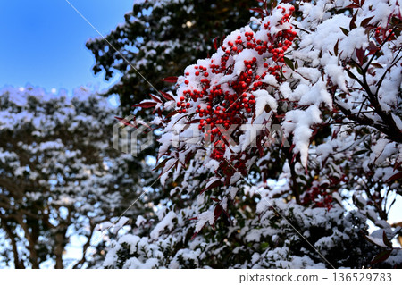 南天竹的紅色漿果和雪景 南天竹的紅色漿果和雪景 136529783
