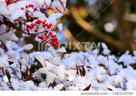 Red berries of nandina and snow 136529784